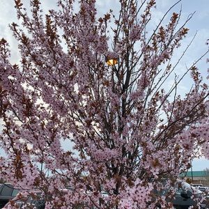 Meet your Posher, Sefora